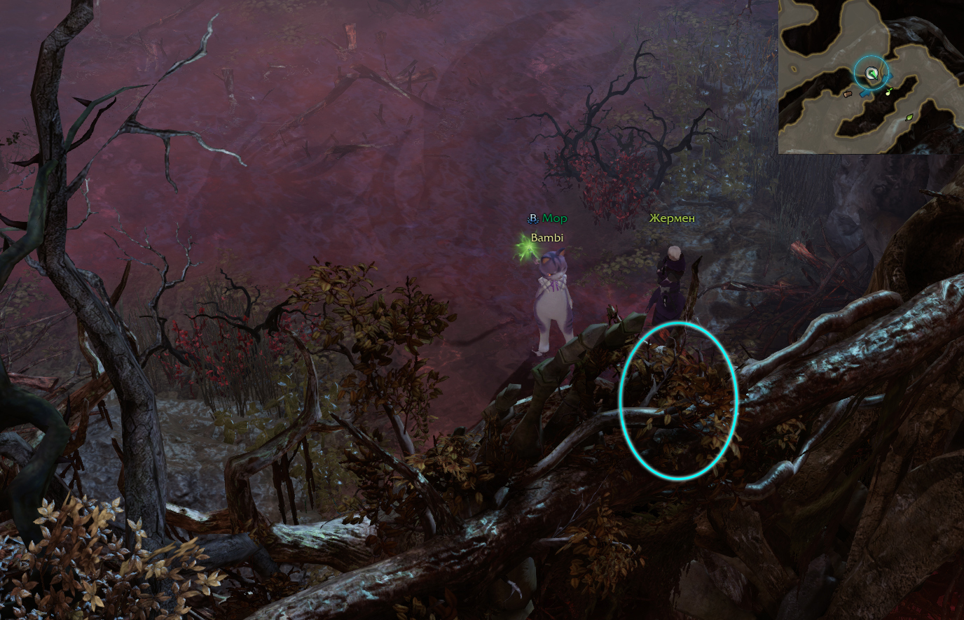 семена мококо фейтон лост арк 2.0 lost ark